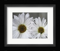Don't Eat Daisies I Fine Art Print