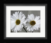 Don't Eat Daisies II Fine Art Print