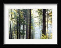 Shrouded Forest II Fine Art Print