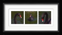 Black Swan Trio Fine Art Print