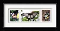 Butterfly Trio Fine Art Print