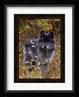 Wolf II Fine Art Print