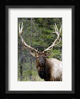 Large Elk Fine Art Print