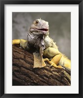 Iggy III Framed Print
