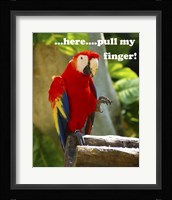 Parrot II with Words Fine Art Print