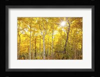 Aspen Morning Fine Art Print