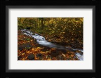 Creekside Colors Fine Art Print