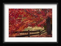 Flames on the Fence Master Fine Art Print