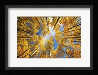 Towering Aspens Fine Art Print