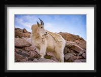 Billy Goat Scruff Fine Art Print