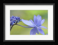 Blue Hydrangea Fine Art Print