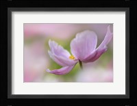 Pink Anemone Fine Art Print
