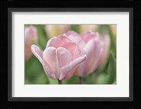 Pink Tulip Baronesse Fine Art Print