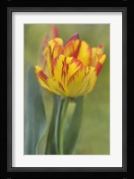 Rembrandt Tulip Fine Art Print