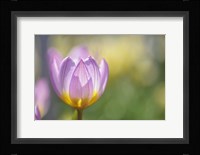 Tulip Lilac Wonder Fine Art Print