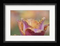 Tulip Crispa Fine Art Print
