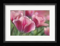 Tulip Mirella Pink Fine Art Print