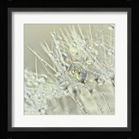 Dandelion Dew III Fine Art Print