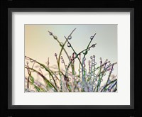 Dewy Grass Fine Art Print