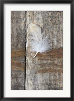 Feather on Wood I Fine Art Print