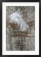 White Feather on Wood Fine Art Print