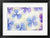 Blue and White Hydrangea Flowers Fine Art Print