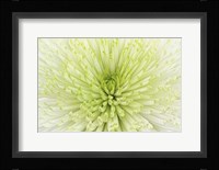 Lime Light Spider Mum Fine Art Print