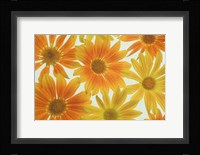 Orange Daisies Fine Art Print