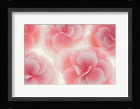 Rose Begonia Flowers Fine Art Print