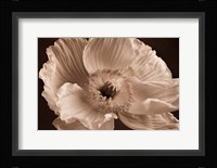 Sepia Poppy I Fine Art Print