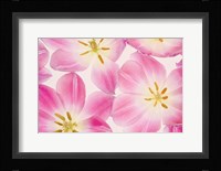 Three Cerise Pink Tulips Fine Art Print