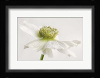 White Anemone Flower Fine Art Print