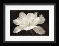 White Tulip I Fine Art Print