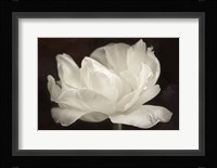 White Tulip III Fine Art Print