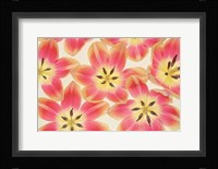 Yellow and Coral Red Tulips Fine Art Print