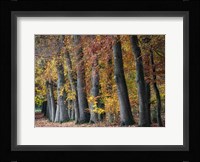 Autumn Beeches I Fine Art Print