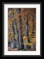 Autumn Beeches II Fine Art Print
