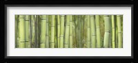 Bamboo Scape Framed Print