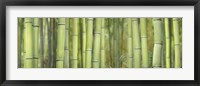 Bamboo Scape Framed Print
