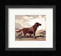 Irish Setter Fine Art Print