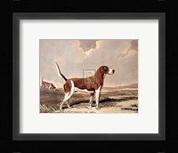 Hound in  a Field Fine Art Print