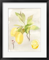 Watercolor Fruit II Fine Art Print