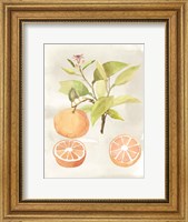 Watercolor Fruit V Fine Art Print
