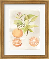 Watercolor Fruit V Fine Art Print