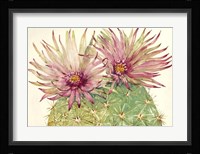 Cactus Blossoms I Framed Print