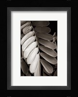 Tropical Plant I Framed Print