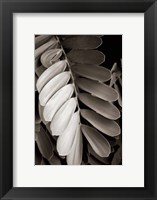 Tropical Plant I Framed Print
