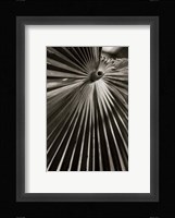 Palm Frond I Fine Art Print