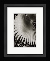 Palm Frond II Fine Art Print