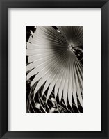 Palm Frond II Framed Print